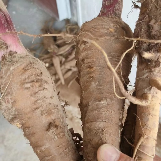 柘城县白芷，自己家种的白芷，大小都有，也白芷片