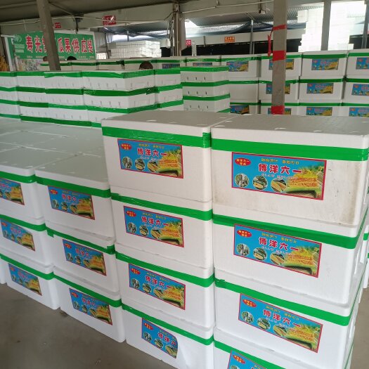 寿光市博洋六一甜瓜密园十八博洋72甜瓜种植产地量大口感好