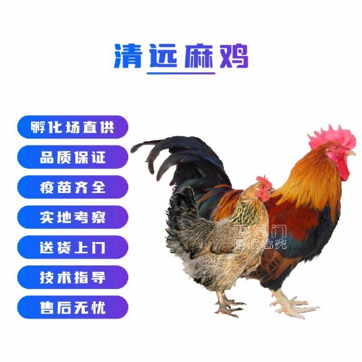 广州清远麻鸡苗 广东名鸡清远麻鸡幼苗肉质细嫩土鸡 麻鸡苗