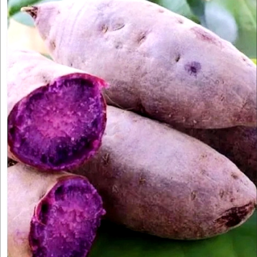 枣庄紫薯包邮10斤