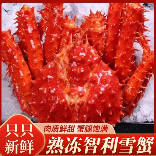 鳕蟹熟冻智利帝王蟹雪蟹鲜活熟冻深海蟹帝王蟹鲜活小帝王海捕包邮