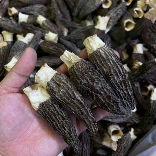 广州精选羊肚菌7-10高品质羊肚菌香味浓口感佳