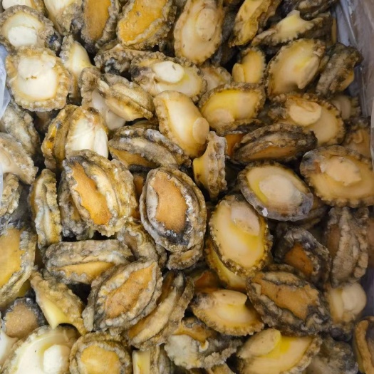 鲍鱼