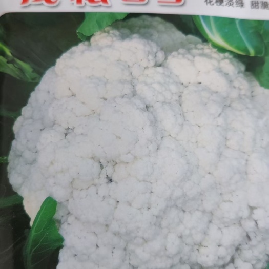 花菜种