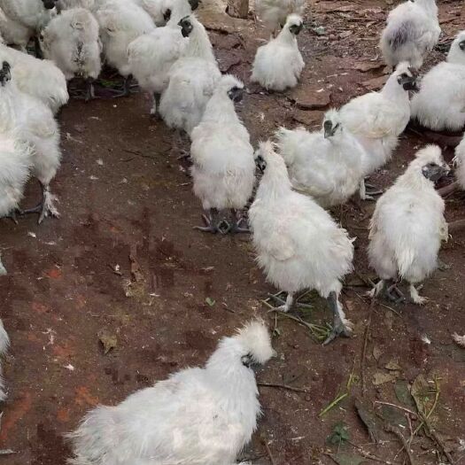 南宁竹丝鸡