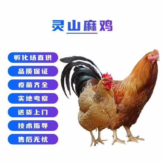广州灵山麻鸡 灵山麻土鸡苗 桂香土鸡  灵山阉鸡