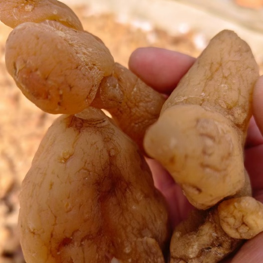 昆明云南滇黄精选货  贵州姜型黄精生片   川黄精干个子选货
