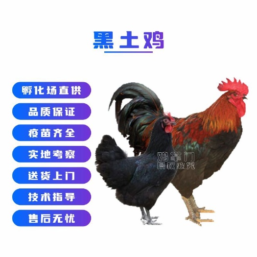 广州黑鸡苗 黑土鸡 黑羽土鸡 黑凤土鸡