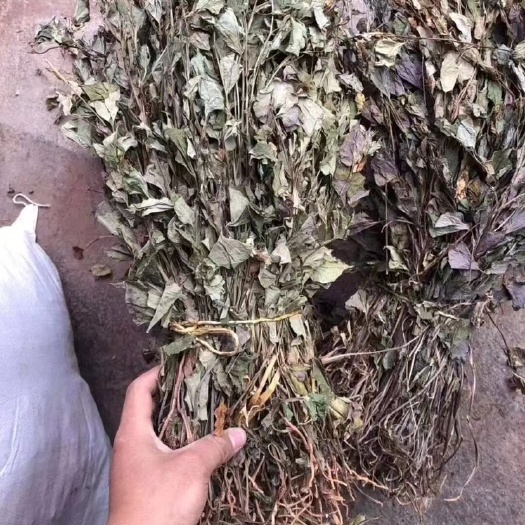 融安县大量鱼腥草叶干