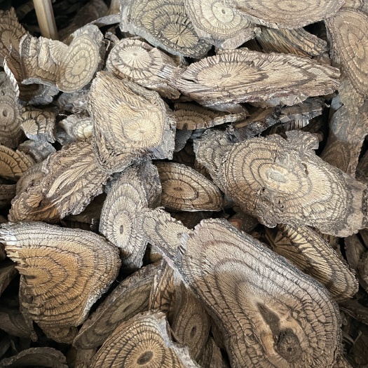 玉林麻骨风