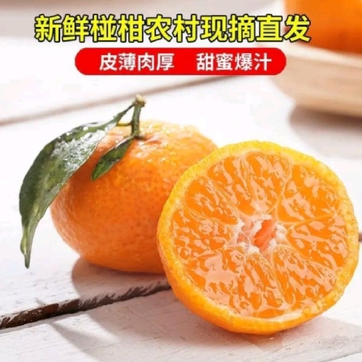 【爆款】椪柑 芦柑 皮薄个大 纯甜化渣 实地看货一手货源