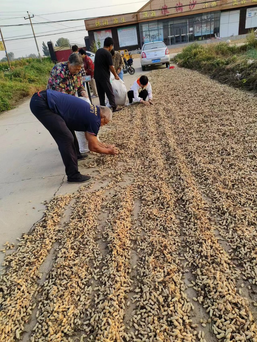 纯地花生，麦地花生，天府3号，冀花4号，大量供应