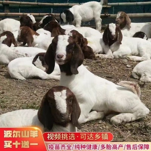 砀山县纯种波尔山羊羊羔活羊