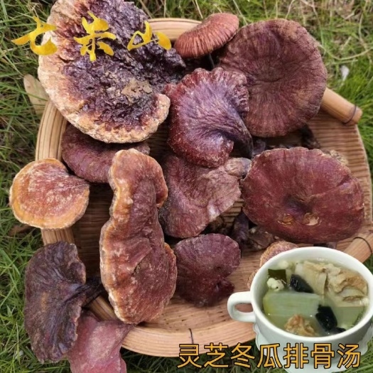 文山市七米山 山货灵芝整枝干货 灵芝炖鸡炖汤炖排骨