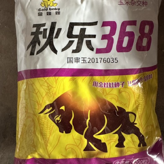 高碑店市秋乐368玉米种，高抗锈病，秋乐368年年种年年夸