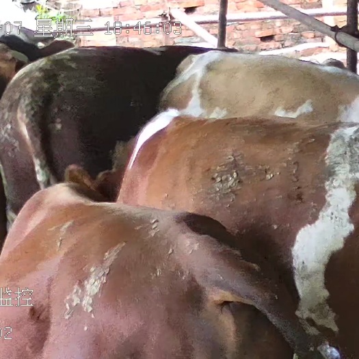 当阳市西门塔尔肉牛