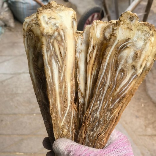 深圳当归全归片、佛手片中心片不带皮屑