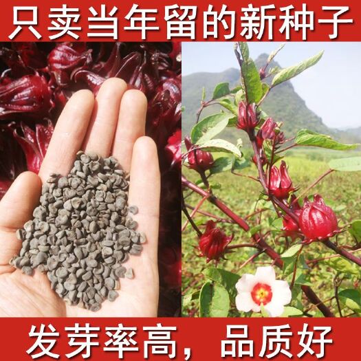 洛神果种子 玫瑰茄种子