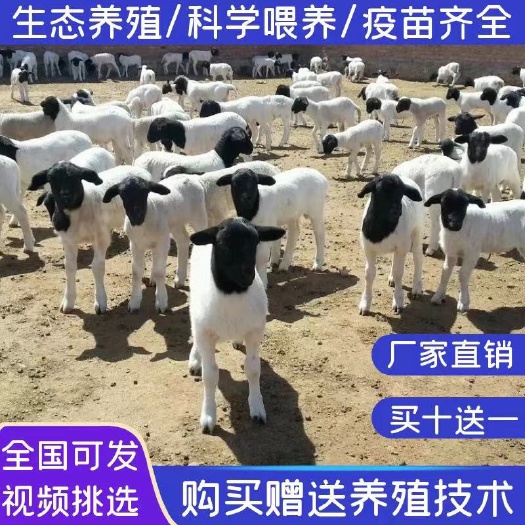 砀山县纯种黑头杜泊绵羊鲁西黑头羊