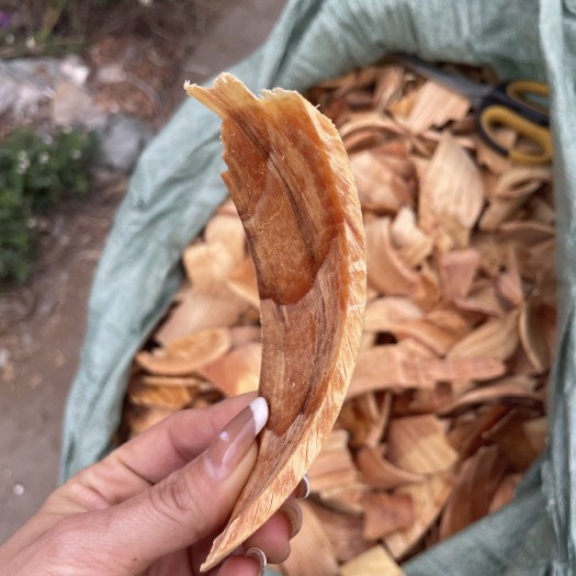 玉林油松节