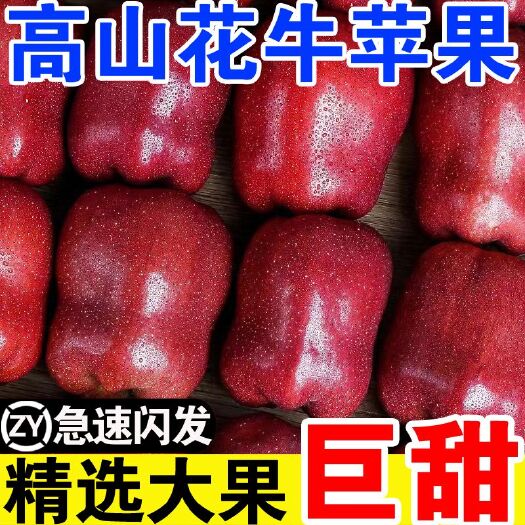 甘谷县【甜】甘肃天水花牛苹果当季整箱应季黑卡蛇果冰糖心（包邮）