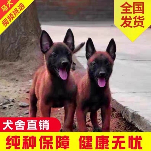 纯种马犬警犬护卫犬爆红小黑马犬幼犬可训练科目犬好养包健康家养