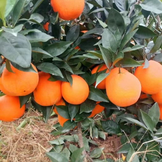 巫山钮荷尓甜橙，丑橘，椪柑，继橙，耙耙柑，批发价