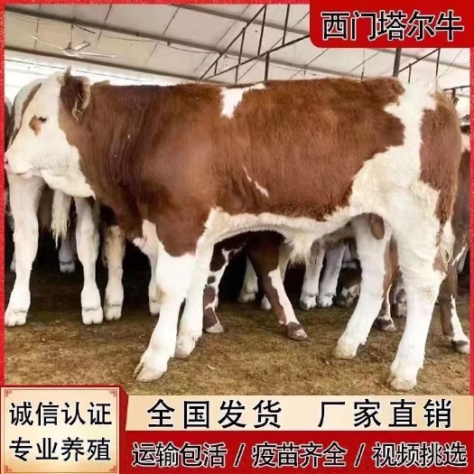 砀山县改良杂交西门塔尔肉牛犊货到付款