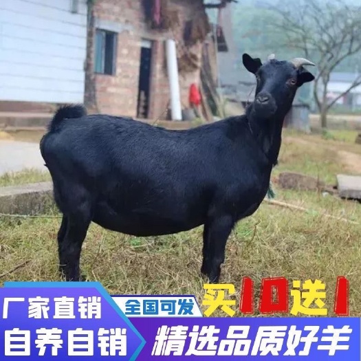 砀山县纯种努比亚黑山羊小羊羔活羊小耳朵黑羊苗头胎怀孕母羊种公羊