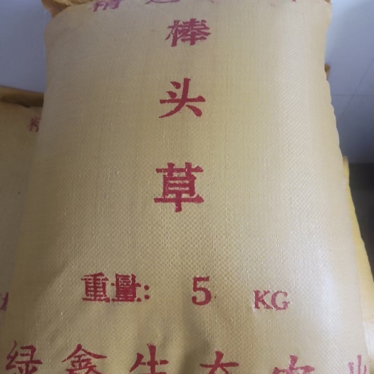 黄梅县棒棒草