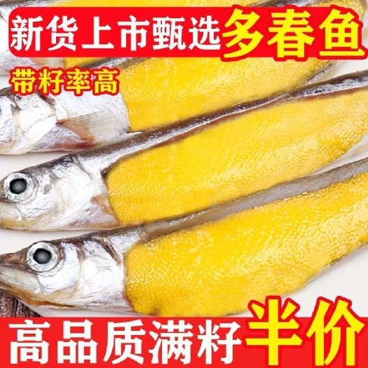 满籽多春鱼新鲜多籽鱼冷冻特大带籽多春鱼烧烤油炸商用海水鱼冰鲜