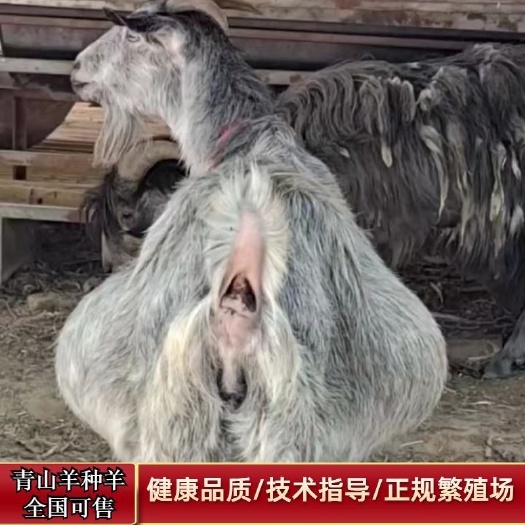 砀山县纯种鲁西南青山羊多胎羊一窝产6只