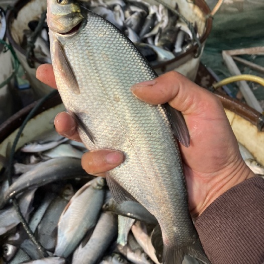 常州柳叶鳊鱼苗 ，翘嘴鳊鱼苗，江鳊鱼苗，一斤5尾左右规格