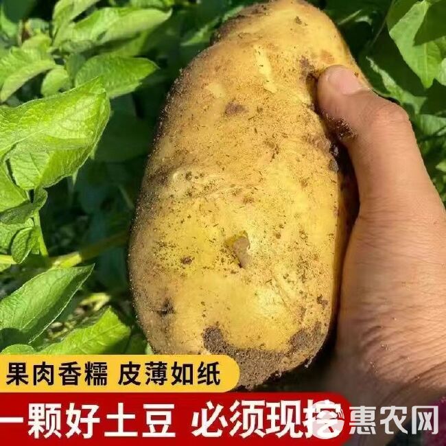 云南高山黄皮土豆粉糯黄皮爆皮新鲜现挖马铃薯洋芋当季产地发