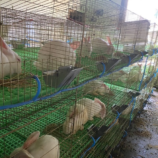 遂川县大批兔子可出售