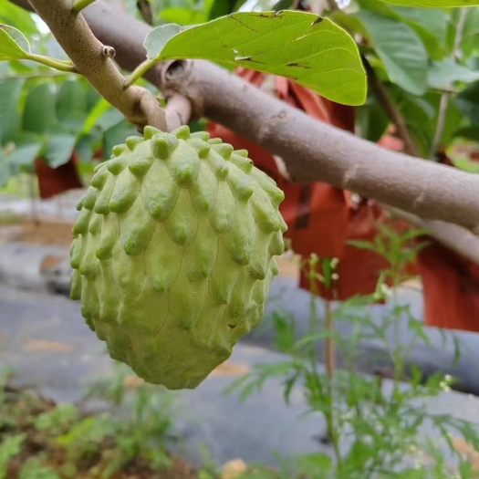 昆明凤梨释迦