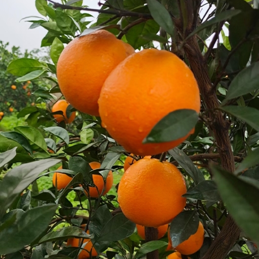 枝江市纽荷尔脐橙