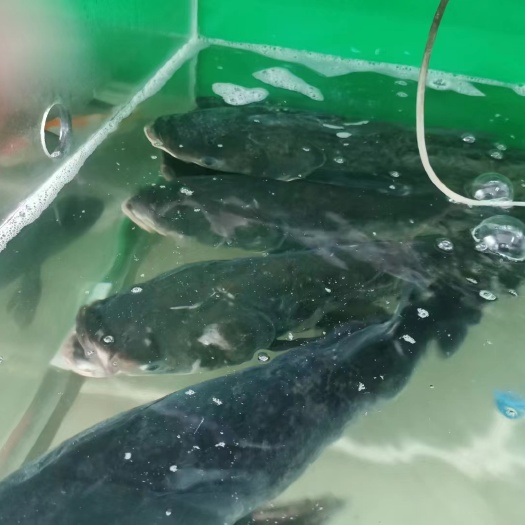 万绿 湖水产批发配送，水库淡水鱼黄骨鱼配送酒店饭店酒楼餐饮店
