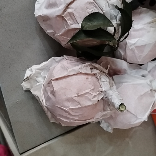 乐山一个队的爱媛，