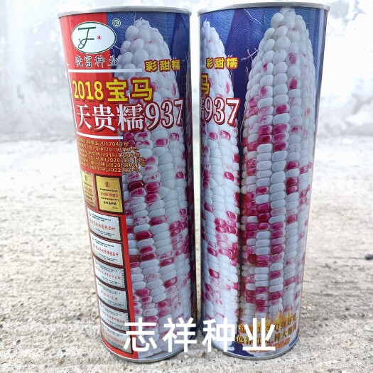 晓富彩甜糯2018宝马种子 优质甜玉米大棒大田基地种植