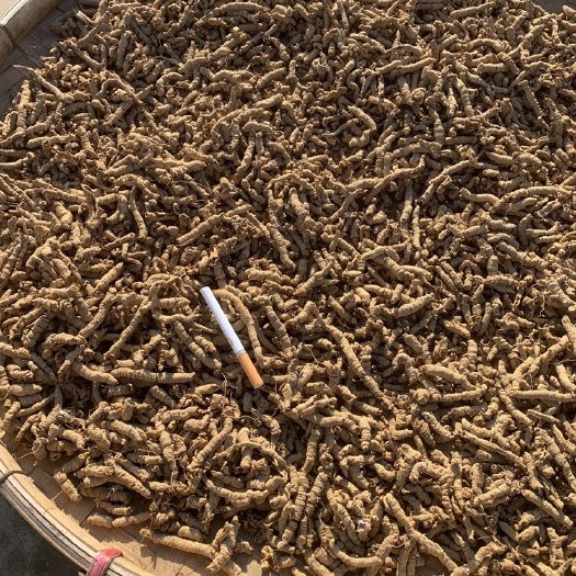 德庆县巴戟天，小肉