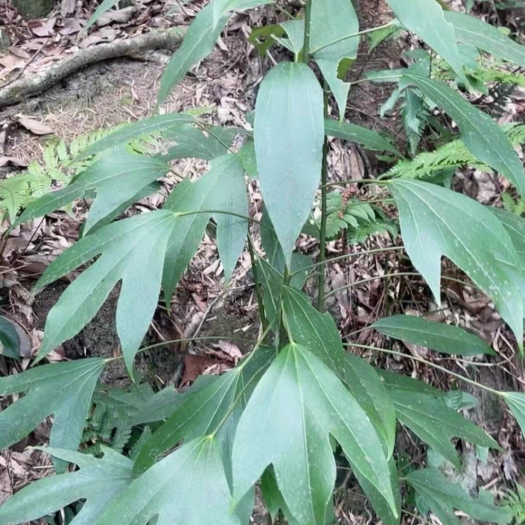 通道县枫荷桂苗药材苗枫荷桂苗