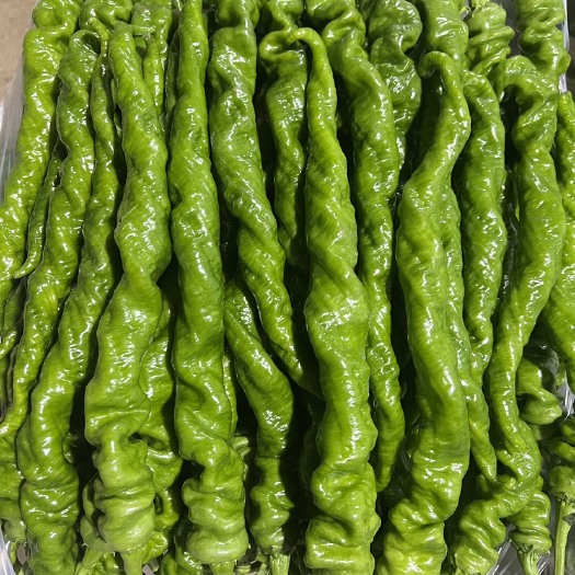 昌宁县云南新鲜薄皮螺丝椒产地直发货量充足质量好快递物流整车全国可发