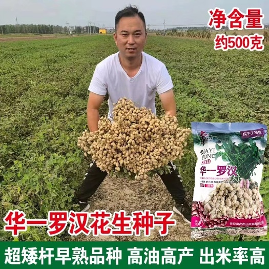 花生种子华一罗汉果纯手工脱粒花生种子华一红火001花生种子
