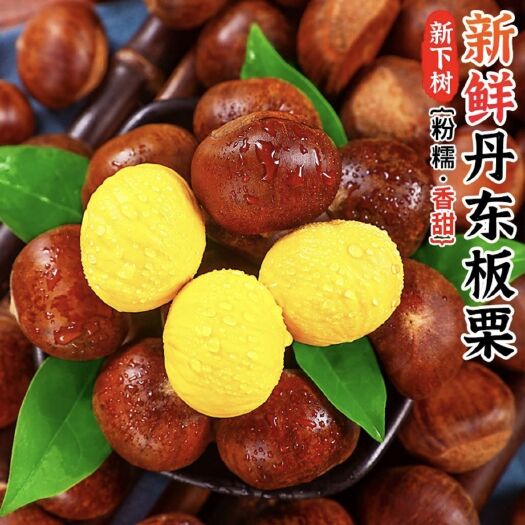 现摘丹东板栗生新鲜生栗子糯甜油栗批发（包邮）
