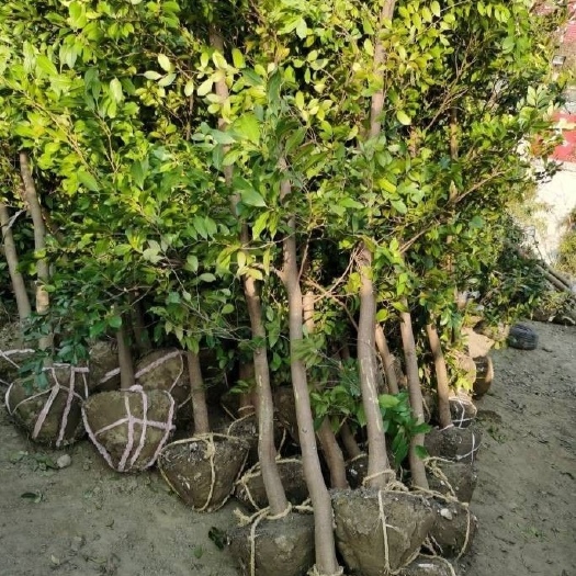 如皋市蚊母，蚊母树5公分，8公分，10公分