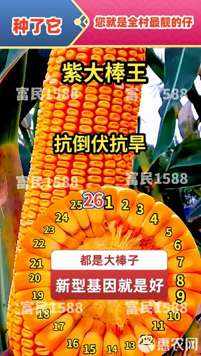 国审红轴大棒玉米新品种耐高温抗锈病抗穗腐南方北方均可种植