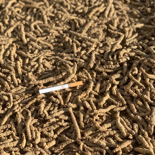 德庆县巴戟天，中肉