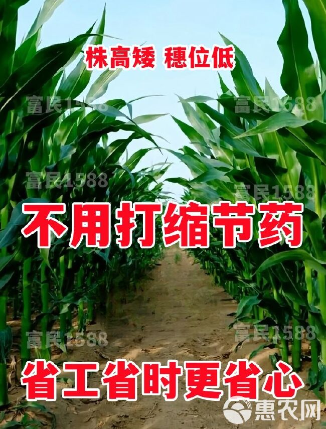 国审红轴大棒玉米新品种耐高温抗锈病抗穗腐南方北方均可种植