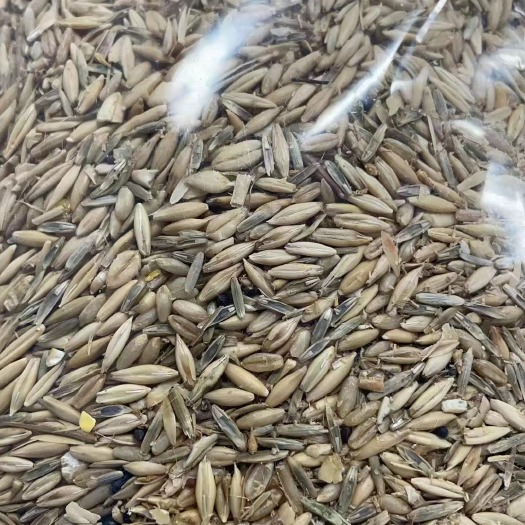 东莞市次燕麦